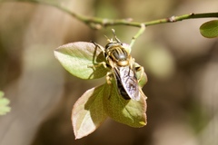 Teuchocnemis lituratus