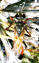 Sphex flavipennis