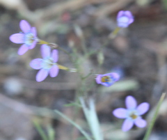 Polemoniaceae