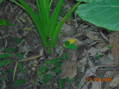 Xanthosoma violaceum