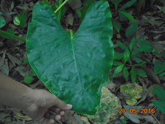 Xanthosoma violaceum