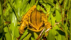 Boana joaquini