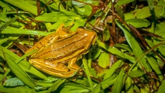 Boana joaquini