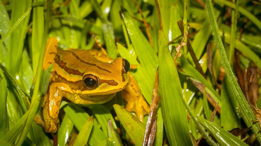 Serra Geral Tree Frog