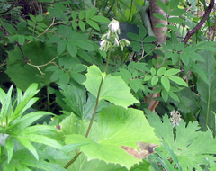 Parasenecio kamtschaticus