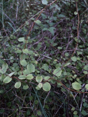 Muehlenbeckia australis × complexa
