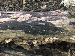 Anteaglonium globosum
