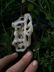 Ileodictyon cibarium