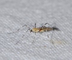 Molophilus titania