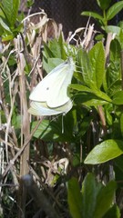 Pieris rapae