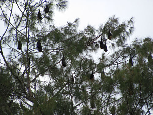 Pteropus tonganus