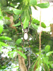 Nephila tetragnathoides
