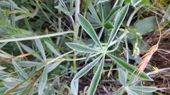 Lupinus formosus