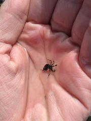 Pagurus hirsutiusculus