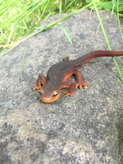 Taricha sierrae