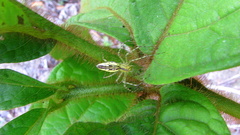 Cordia nodosa