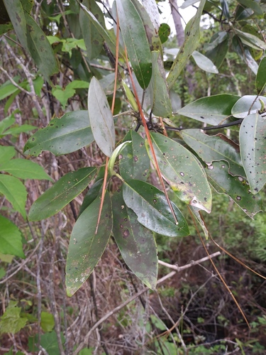 Magnolia virginiana