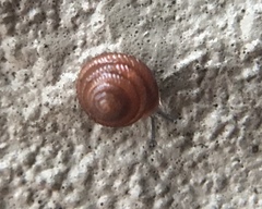 Strobilopsidae
