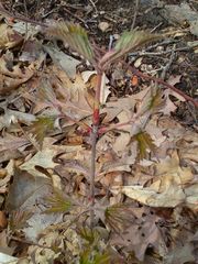 Viburnum acerifolium