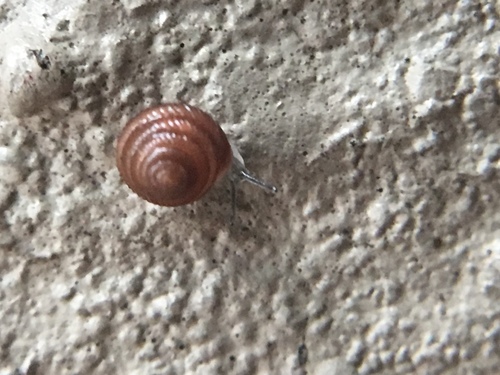 Strobilopsidae