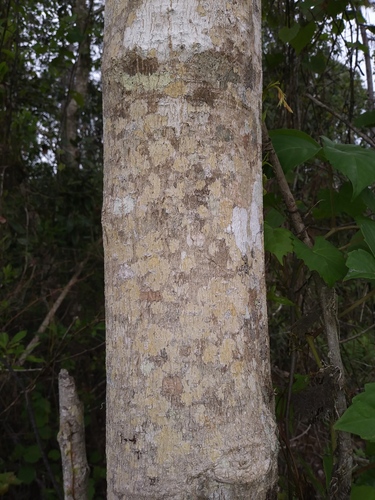 Magnolia virginiana