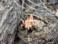 Aphyllon parishii parishii