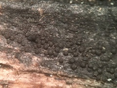 Anteaglonium globosum