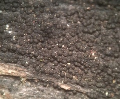 Anteaglonium globosum