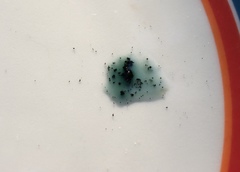 Anteaglonium globosum