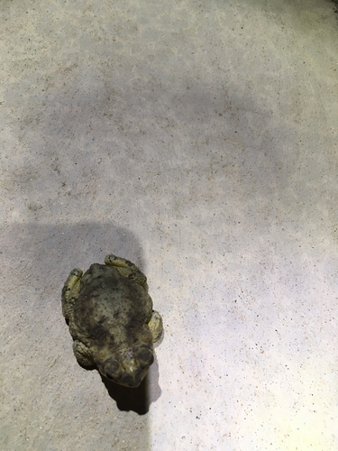 iNaturalist observation photo of Red-spotted Toad
