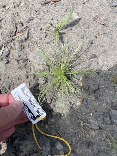 Blue Field Gilia foliage