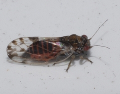 Cacopsylla pulchella