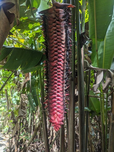 Image of Heliconia mariae by (c) Harrison West, some rights reserved (CC BY)