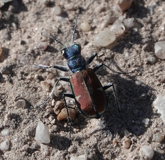 Cicindela splendida