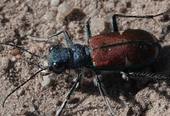 Cicindela splendida