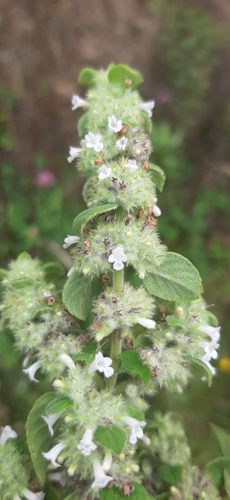 Minthostachys mollis image