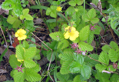 Potentilla stolonifera