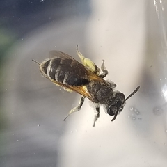 Andrena nasonii