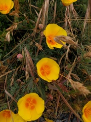 Eschscholzia californica maritima