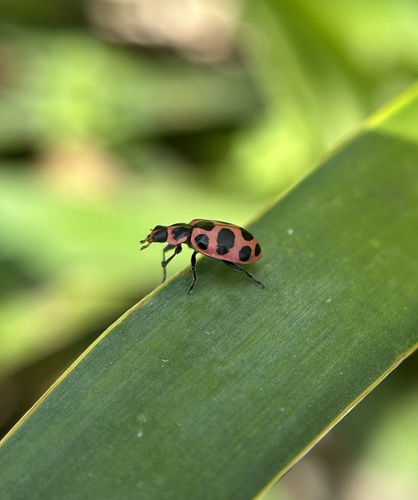 Spotted Pink Lady Beetle photographed in New York