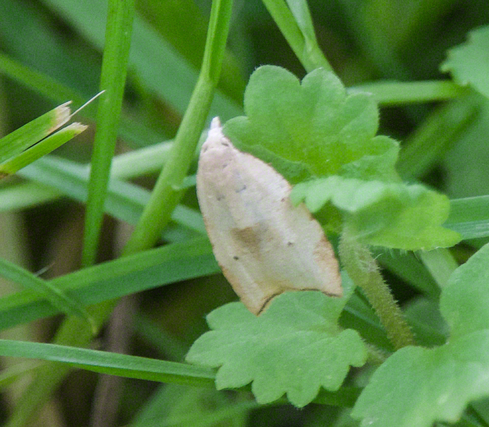 Batman Moth from Powhatan County, VA, USA on May 19, 2024 at 06:37 PM ...