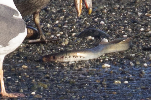 Klamath Lamprey