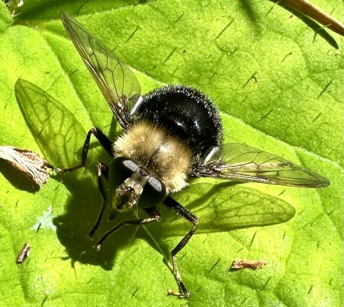 Harvey's Pond Fly