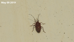 Urochela quadrinotata