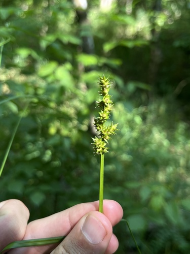 Soft fox sedge (Carex conjuncta)