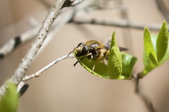 Teuchocnemis lituratus