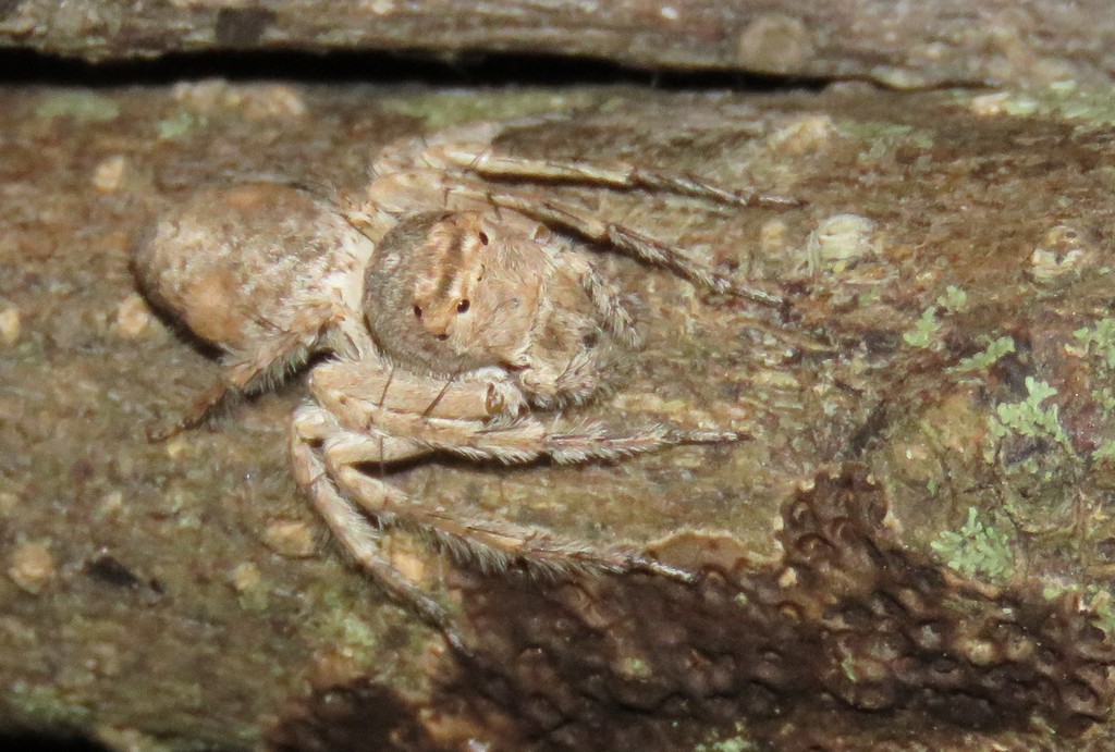 Hamataliwa facilis