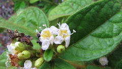Cordia nodosa