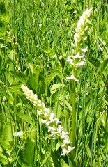 Platanthera dilatata leucostachys