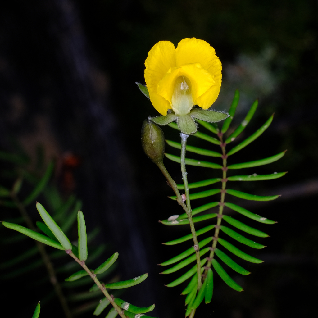 Pinnate Wedge Pea